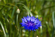 feldblumen - field flowers