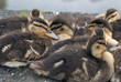 Baby mallard duck on rock Baby mallard duck on rock