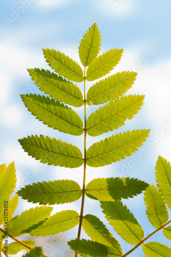 Foto: Green leaf on sunlight in anture Green leaf on sunlight in anture