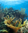 Underwater coral reef elkhorn coral Underwater coral reef elkhorn coral