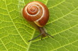 Snail Snail