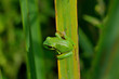 Rainette verte