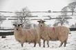 Dales sheep in winter