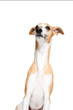 Whippet balancing a dog treat on his nose