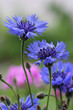 Kornblumen