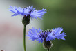 kornblumen Seitenansicht
