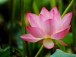 lotus pond