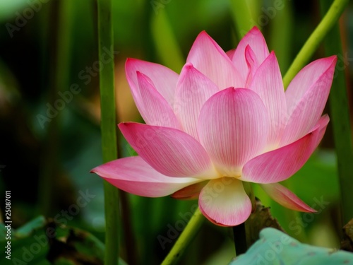 Photo: lotus pond lotus pond