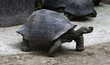 tortues