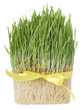 grass and roots