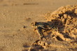 Baby Leatherback sea turtle crawling up the beach into the ocean