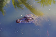 Cuvier's dwarf caiman, the smallest species of crocodiles.