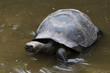 tortue