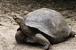 tortue terrestre