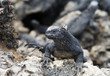iguane femelle