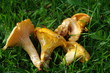 chanterelles chanterelles