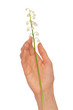 lily of the valley