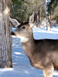 Doe in the Woods Doe in the Woods