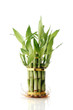 Lucky Bamboo, bunch with exposed roots on white background Lucky Bamboo, bunch with exposed roots on white background