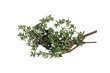 Thyme, sprig of fresh garden thyme on white background Thyme, sprig of fresh garden thyme on white background