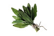 Sage Leaves, bunch of fresh garden sage on white background Sage Leaves, bunch of fresh garden sage on white background