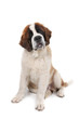 Saint Bernard Puppy Sitting Down With Head Tilted Saint Bernard Puppy Sitting Down With Head Tilted