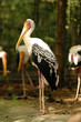 Painted Stork