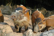 Red River Hog smiled
