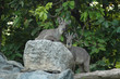 Goral
