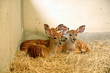 Young nyala