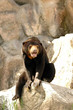 Malayan Sun Bear