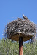 Nesting Osprey Nesting Osprey