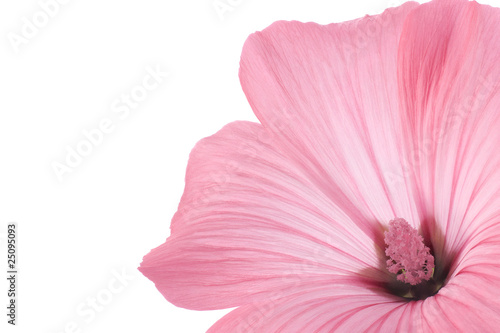 Photo: mallow mallow