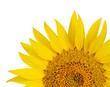 Sunflower on white background