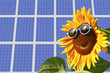 Sunflower with background solar Sunflower with background solar