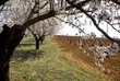 peach trees in rows peach trees in rows