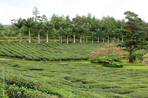 Photo: plantation de théiers, Bois Chéri, île Maurice plantation de théiers, Bois Chéri, île Maurice