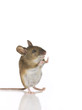 Maus