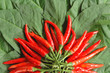 chili chili