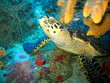 Tortue sur le Sec Paté - Turtle Guadeloupe