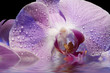 Beautiful Orchid on Black Background with Reflection