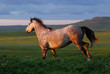 gray horse running on hill on sunset gray horse running on hill on sunset