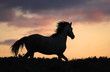 gray horse running on hill on sunset gray horse running on hill on sunset
