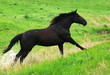 beautiful black horse running gallop on pasture
