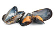 cooked mussels - cozze cooked mussels - cozze