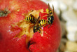 Wasps on an Apple