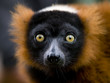 Red ruffed lemur Red ruffed lemur