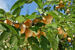 Mirabelles