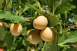 Mirabelles