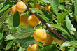Mirabelles